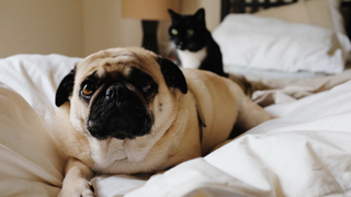What Animals Are Allowed to Sleep in Your Bed?